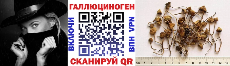 Купить закладки  Белореченск  Галлюциногенные грибы Cubensis 